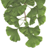 Maidenhair Tree leaves